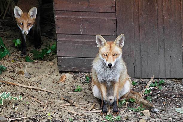 istock Urban fox mother with cub 501644937