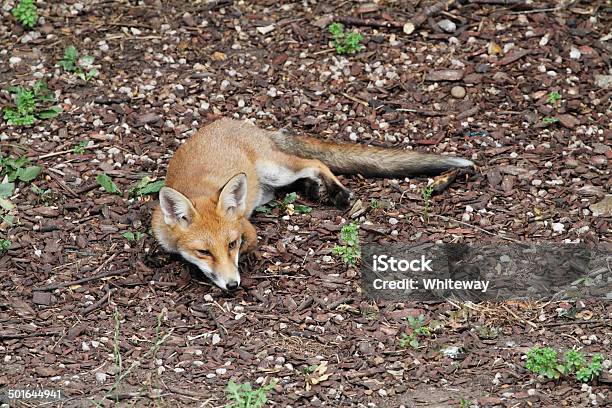 Fox Cub In Urban Garden Lying Down Stock Photo - Download Image Now - Animal, Animal Wildlife, City
