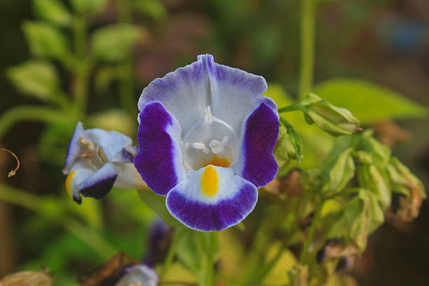 istock Bluewings in the garden or nature park 501645319