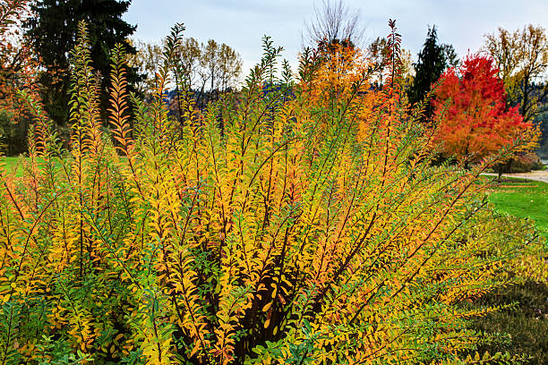 istock Autumn colors in a park 501645342