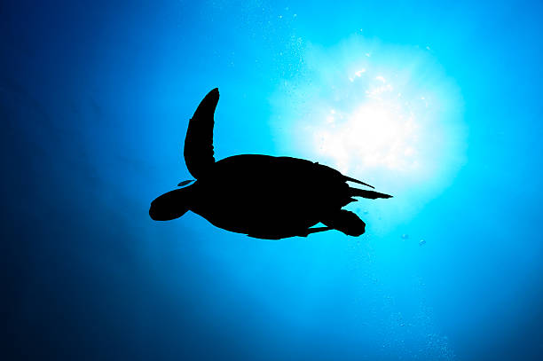istock Silhouette of a Green Turtle with sunburst 501645633