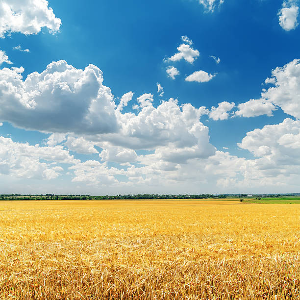 istock low clouds in blue sky over golden field with harvest 501645744