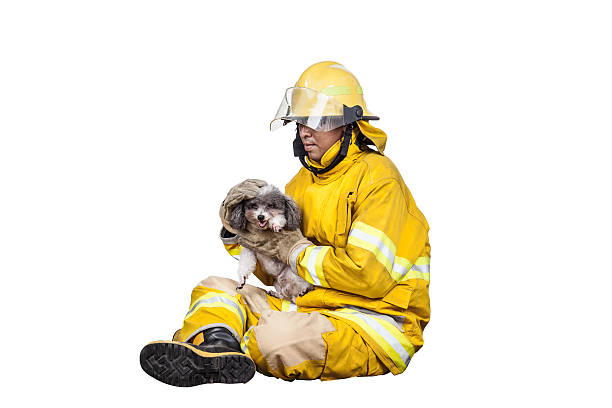 istock firefighter, fireman rescued the pets from the fire 501645912