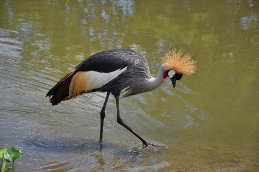 Taken in the Okavango Delta, Botswana