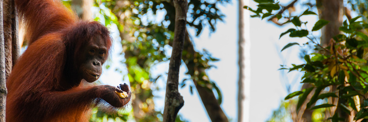 Orang Utan hanging on a tree in the jungle, Kalimantan, Borneo, Tanjung Puting, Indonesia
