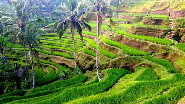 Rive terraces of Tegalalang