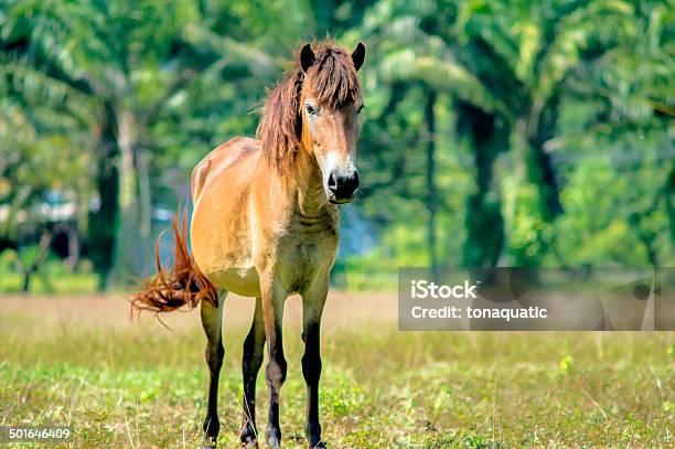 Cavalo Castanho - Fotografias de stock e mais imagens de Agricultura - Agricultura, Aldeia, Animal