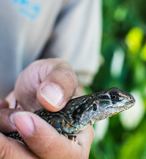 istock Butterfly Lizard in hand in Thailand 501646840