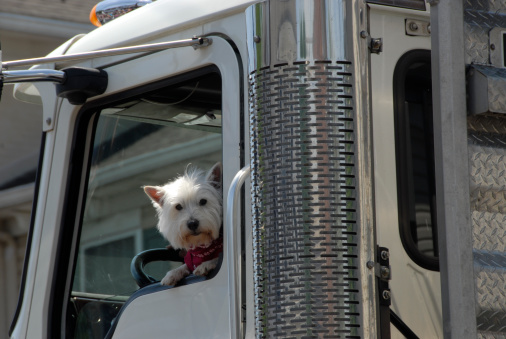 A cute dog peeking his head out of a truck window.