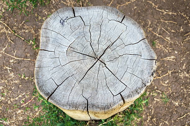 istock stumps seats in the park 501647047