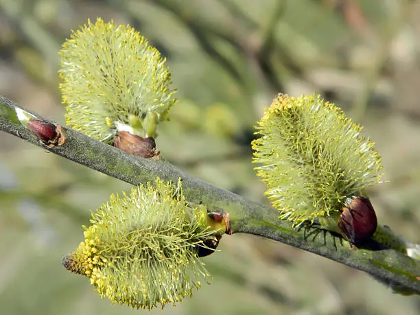  Three willow-catkins in an early spring - close-up