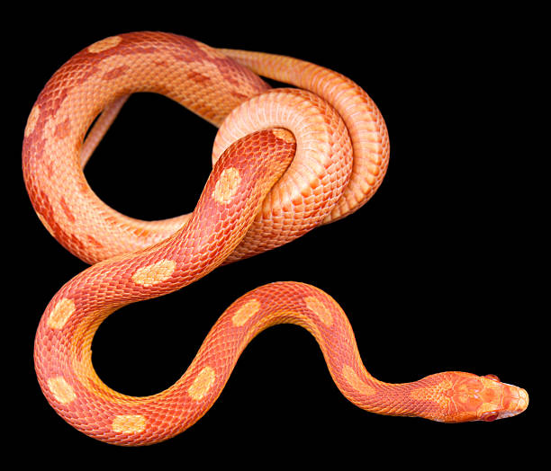 istock Amel motley corn snake isolated on black background 501648569