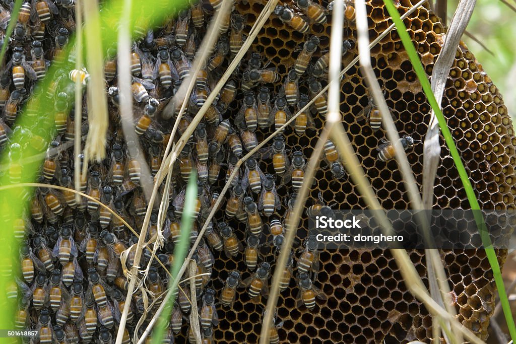 abeja - Foto de stock de Abeja libre de derechos