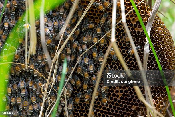 Abeja Foto de stock y más banco de imágenes de Abeja - Abeja, Alimento, Amarillo - Color