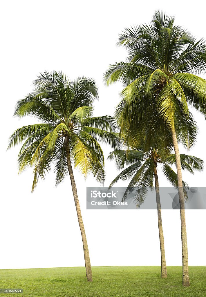 Palme da cocco - Foto stock royalty-free di Albero