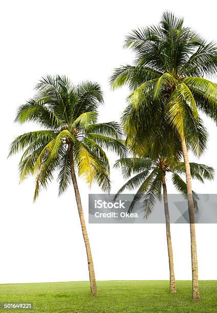 Árvores De Coco - Fotografias de stock e mais imagens de Coqueiro - Coqueiro, Cor verde, Figura para recortar