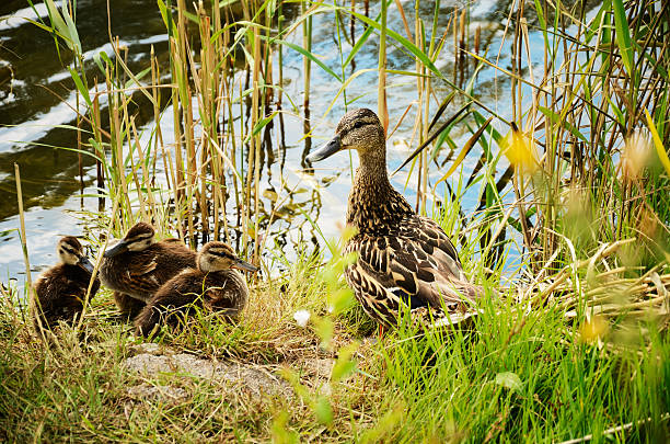 istock duck with ducklings in the reeds 501649511