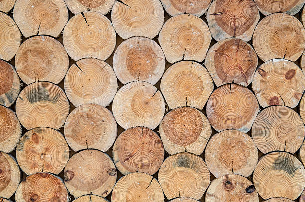 istock Cut dry wood as background or texture 501649688
