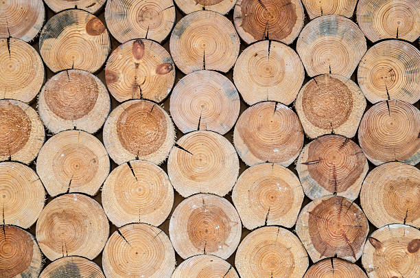 istock Cut dry wood as background or texture 501649728