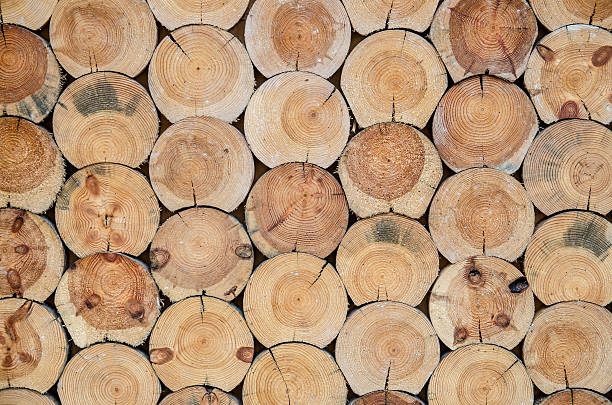 istock Cut dry wood as background or texture 501649778