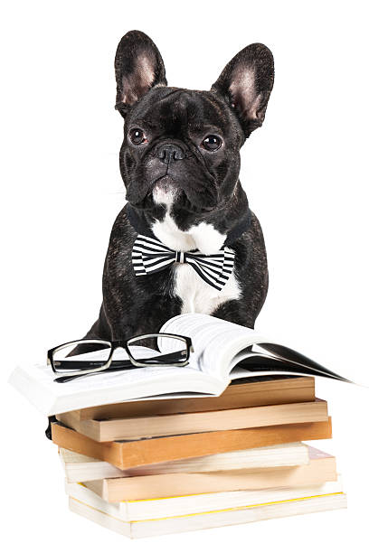 istock French Bulldog  in a bow tie 501650078