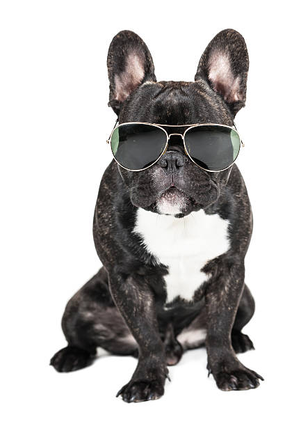 istock dog breed French bulldog 501650118
