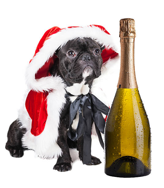 istock French bulldog with champagne 501650516
