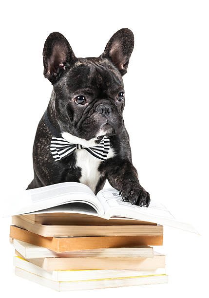 istock French Bulldog with books 501650564