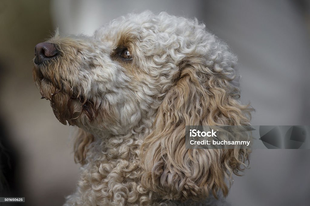 Labradoodle Labradoodle a Medium size fashion dog looks slightly upwards. Animal Stock Photo