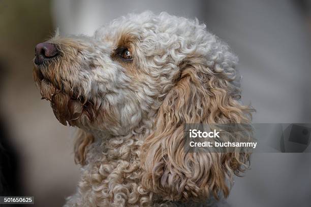 Labradoodle Stock Photo - Download Image Now - Animal, Beige, Dirty