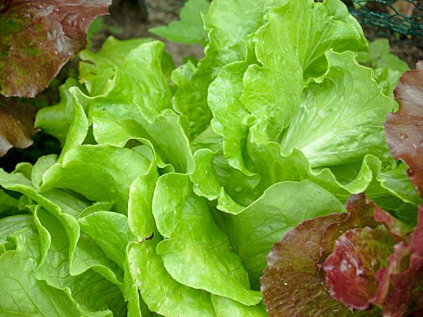 Green and Red Lettuce stock photo