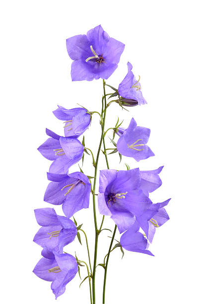 istock Bunch of bellflowers 501650737