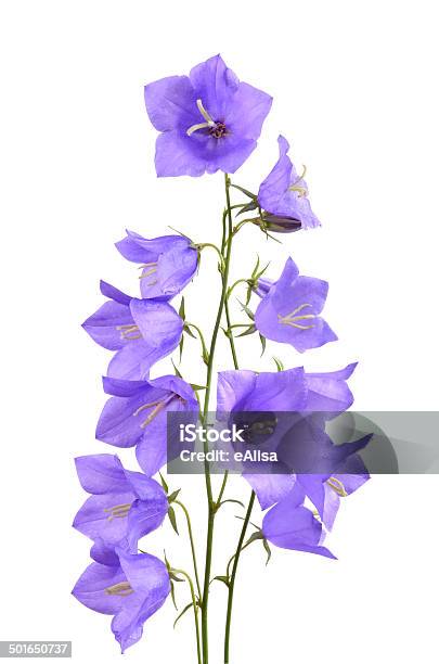 Bunch Of Bellflowers Stock Photo - Download Image Now - Blossom, Blue, Bluebell