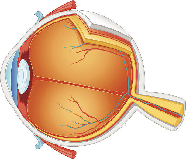 Eye Anatomy Vector Illustration Editable Vector Illustration lens eye stock illustrations