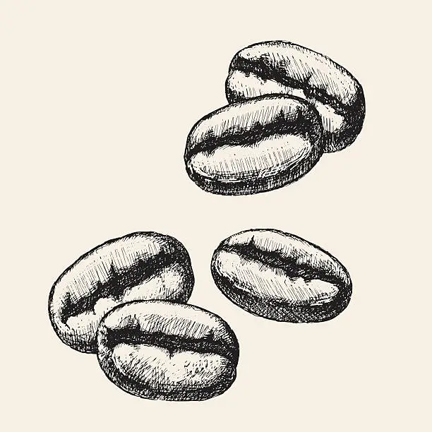 Vector illustration of Sketch coffee beans