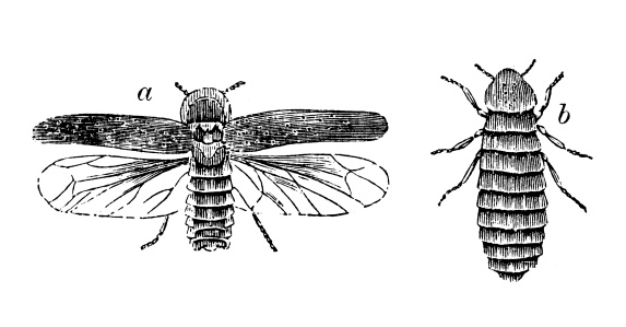 Antique illustration of Lampyris noctiluca (glow-worm)