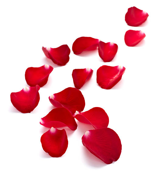 istock petals rose flower nature love 501651861