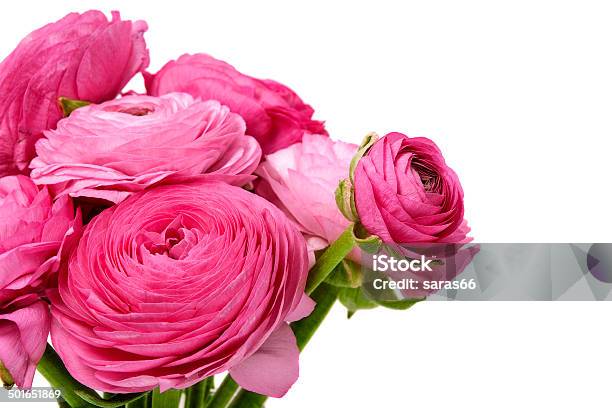 Persian Buttercup Flowers Stock Photo - Download Image Now - Beauty In Nature, Blossom, Bouquet