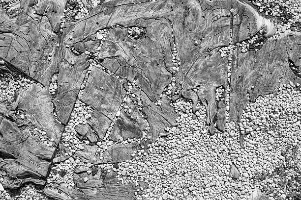 texture of a cross-section of an old tree with small crushed stone in cracks for an abstract background and for wallpaper