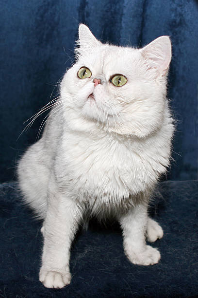 istock gray cat on a dark blue background 501654104