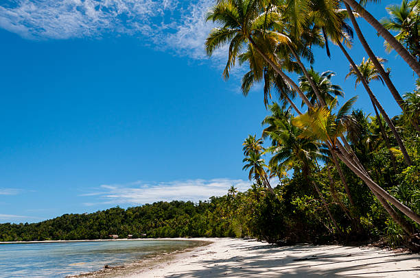 istock Palm trees at a Tropical Raja Ampat Beach with blue 501654366