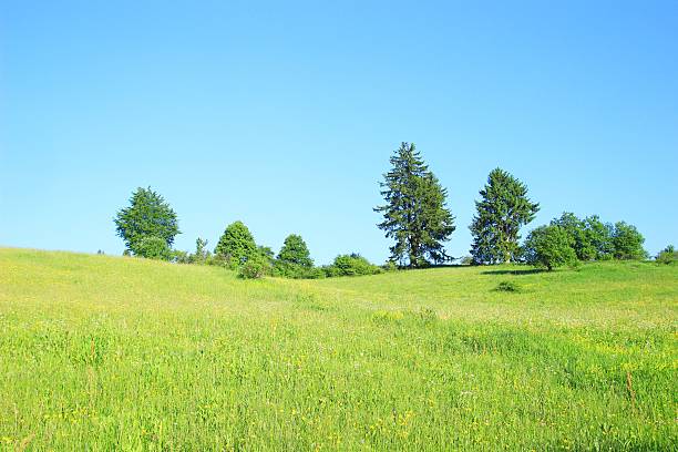 istock Pine trees and green meadow in summer 501654368
