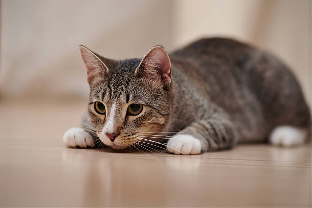 istock Domestic striped cat with white paws 501654674