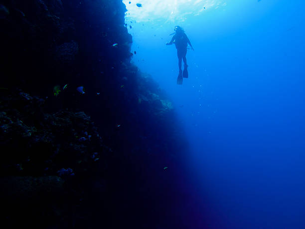 istock Silhouette of diver at a wall with fish and corals 501654958
