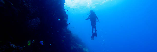 istock Silhouette of diver at a wall with fish and corals 501654964