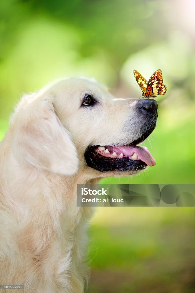 Golden retriever dog with butterfly Golden retriever dog with butterfly in the park Dog Stock Photo