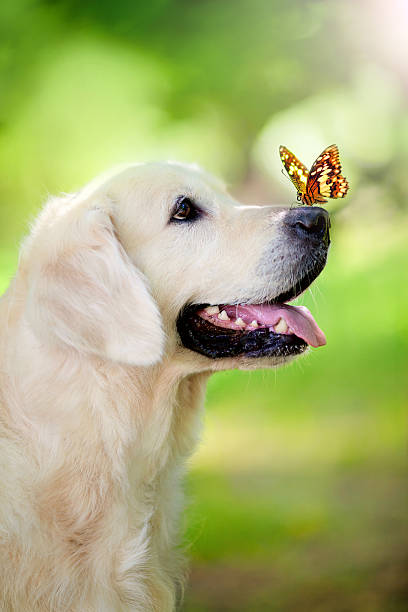 Golden retriever dog with butterfly Golden retriever dog with butterfly in the park nose photos stock pictures, royalty-free photos & images