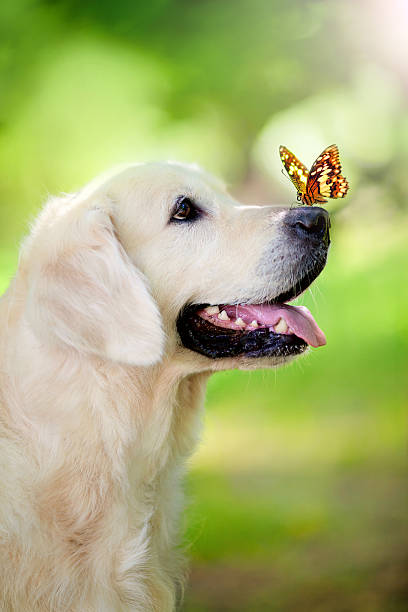 Golden retriever dog with butterfly Golden retriever dog with butterfly in the park hairy insect stock pictures, royalty-free photos & images