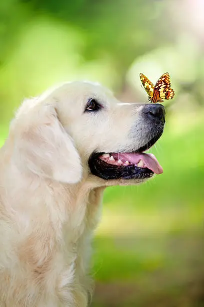 Photo of Golden retriever dog with butterfly