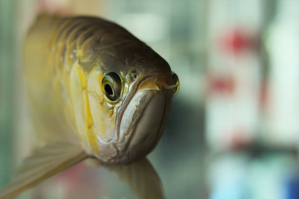 Arowana Arowna in aquarium golden arowana fish stock pictures, royalty-free photos & images